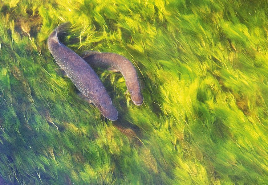 Frayère des poissons d'eau douce pour la pêche