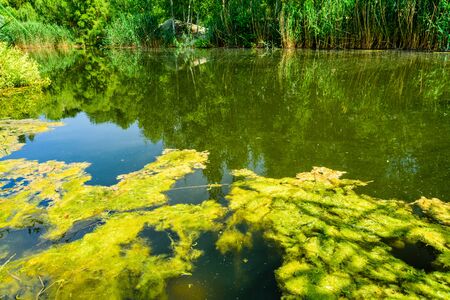 Zone d'un plan d'eau d'herbier