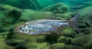 Les poissons blancs des eaux douces pour la pêche