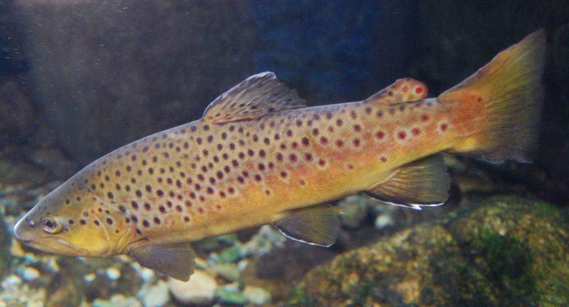 Salmonidés d'eaux douces pour la pêche