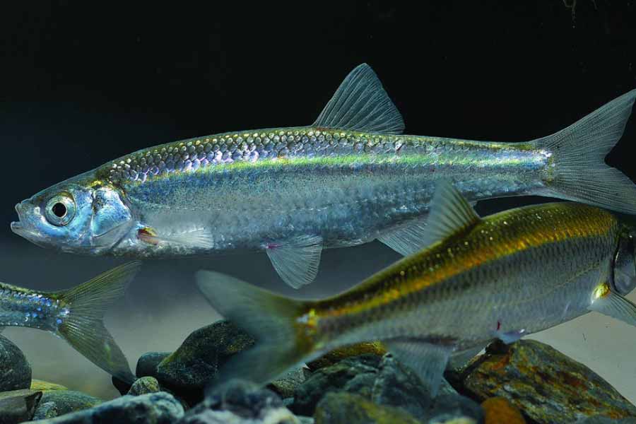 La pêche de l’ablette