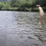 La pêche du Goujon à la ligne flottante