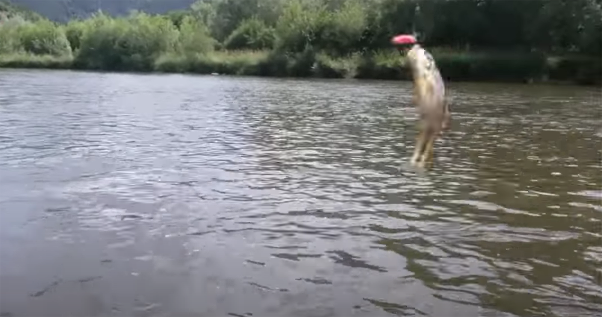 La pêche du Goujon à la ligne flottante