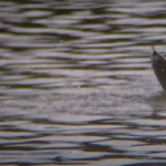 La pêche à la graine en rivière