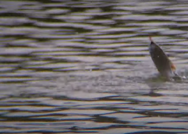 La pêche à la graine en rivière