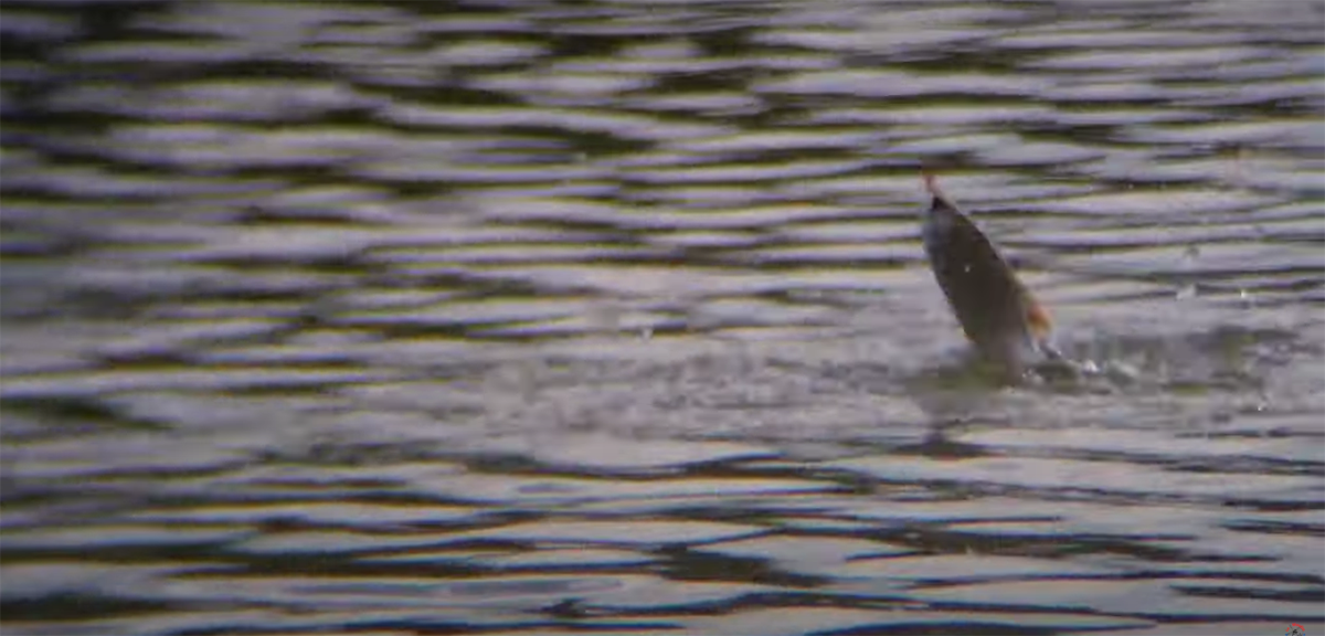 La pêche à la graine en rivière