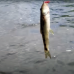 La pêche du Goujon à la ligne posée