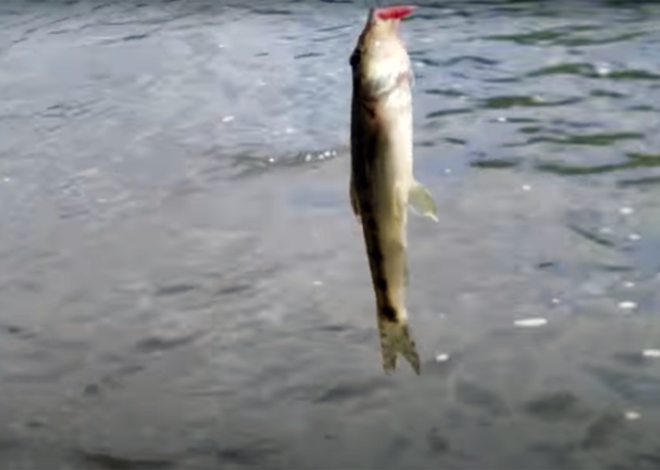 La pêche du Goujon à la ligne posée