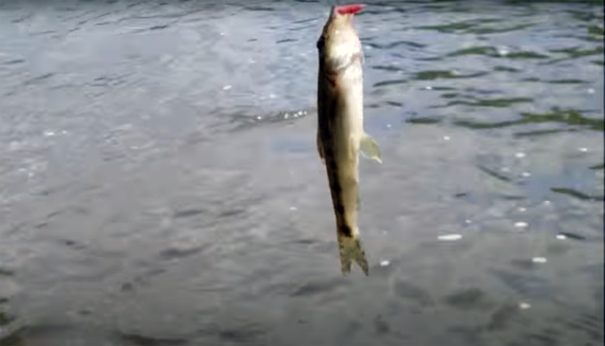 La pêche du Goujon à la ligne posée