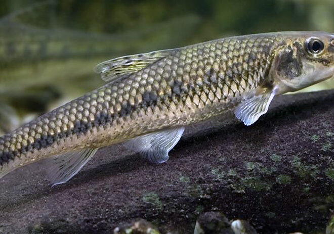 La pêche du goujon