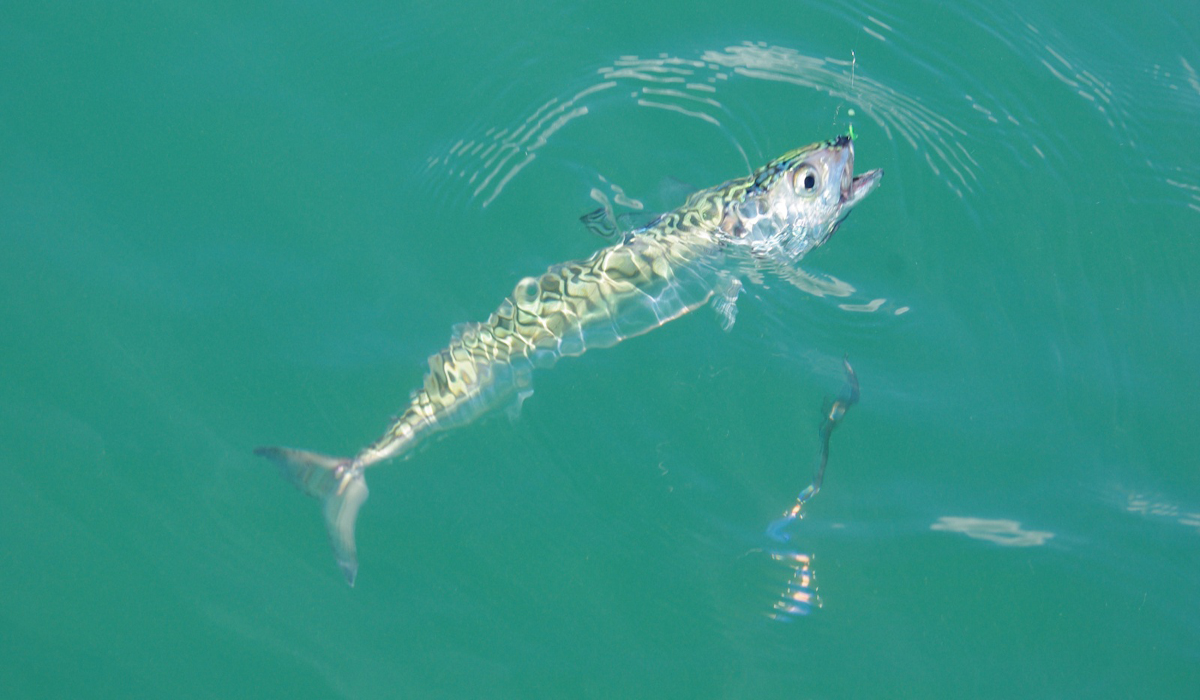 Les différentes techniques de pêche