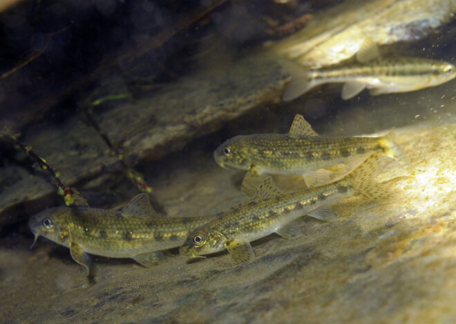 Description les poissons blancs