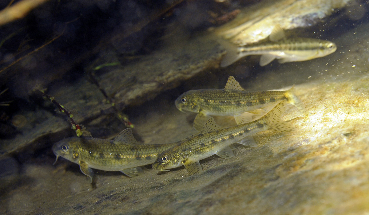 Description les poissons blancs