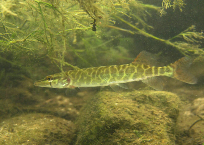 Description des poissons carnassiers