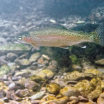 Description des poissons les Salmonidés