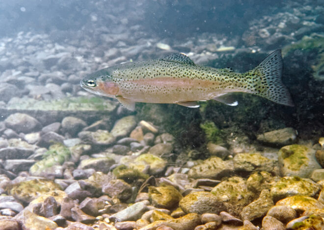 Description des poissons les Salmonidés