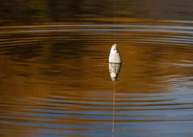 La Pêche du Gardon en Étang