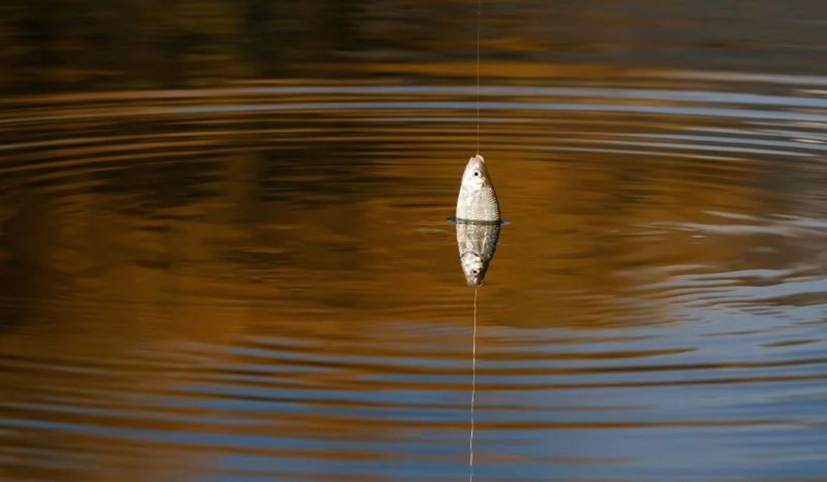 La Pêche du Gardon en Étang