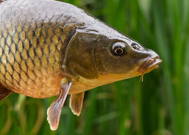 Pêche au coup : Maîtrisez les montages pour attraper plus de poissons !