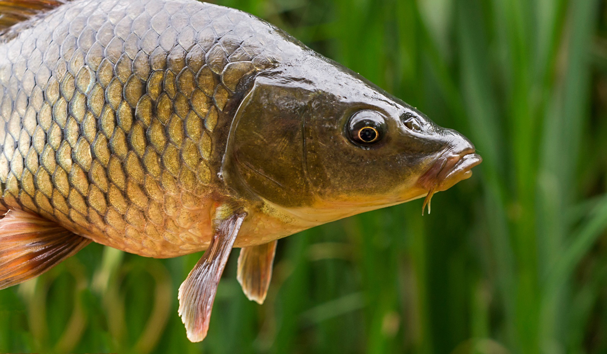 Pêche au coup : Maîtrisez les montages pour attraper plus de poissons !